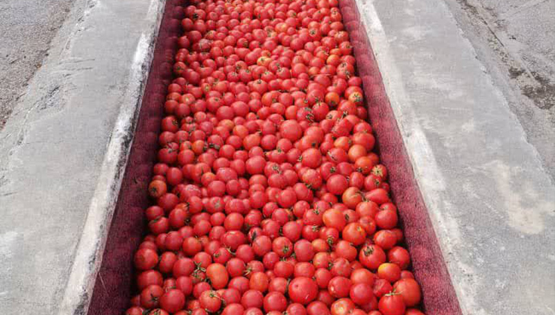 Tomato Paste